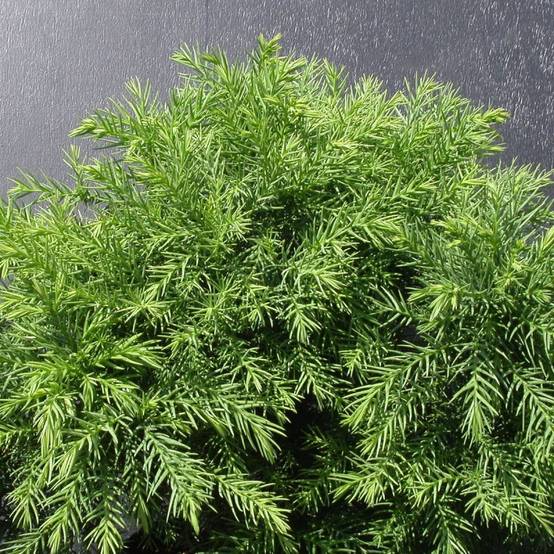 Cèdre du Japon Monstrosa Nana, Cryptomeria - Pot de 5L - 40/60 cm - Image 1