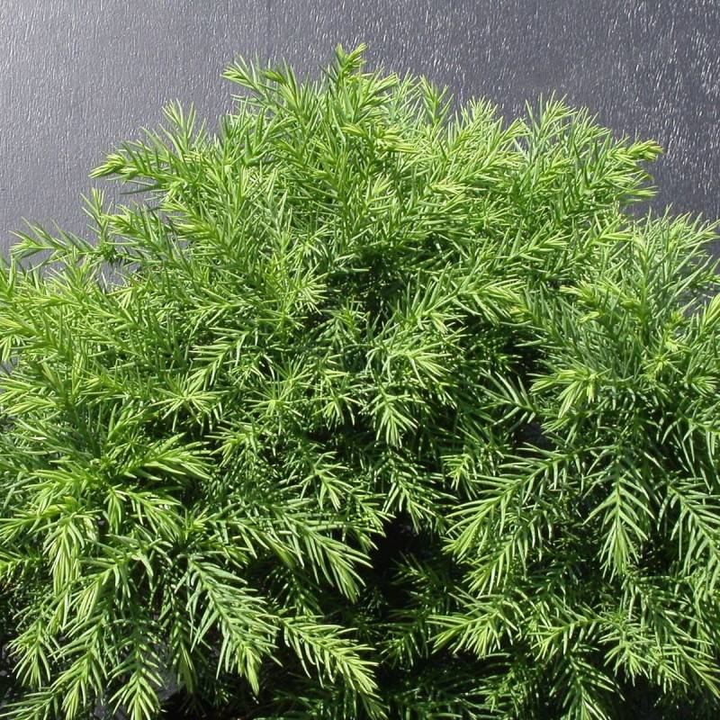 Cèdre du Japon Monstrosa Nana, Cryptomeria - Pot de 5L - 40/60 cm - Image 1