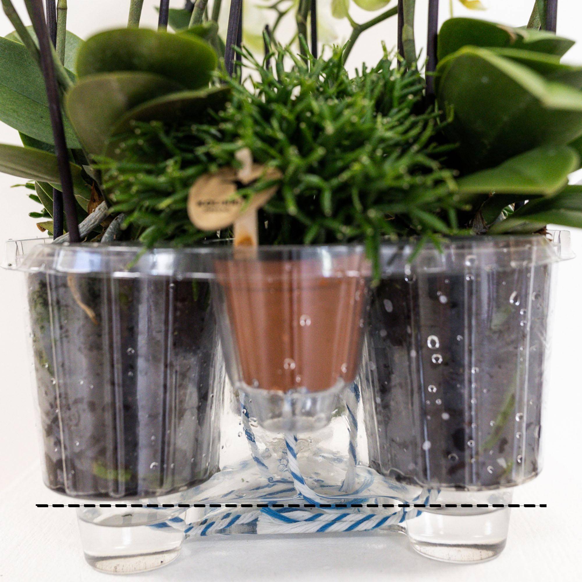 La Green Touch - Composition dans un panier en coton avec réservoir d'eau de 3 orchidées violettes et 3 Rhipsalis- La Green Touch - Image 5