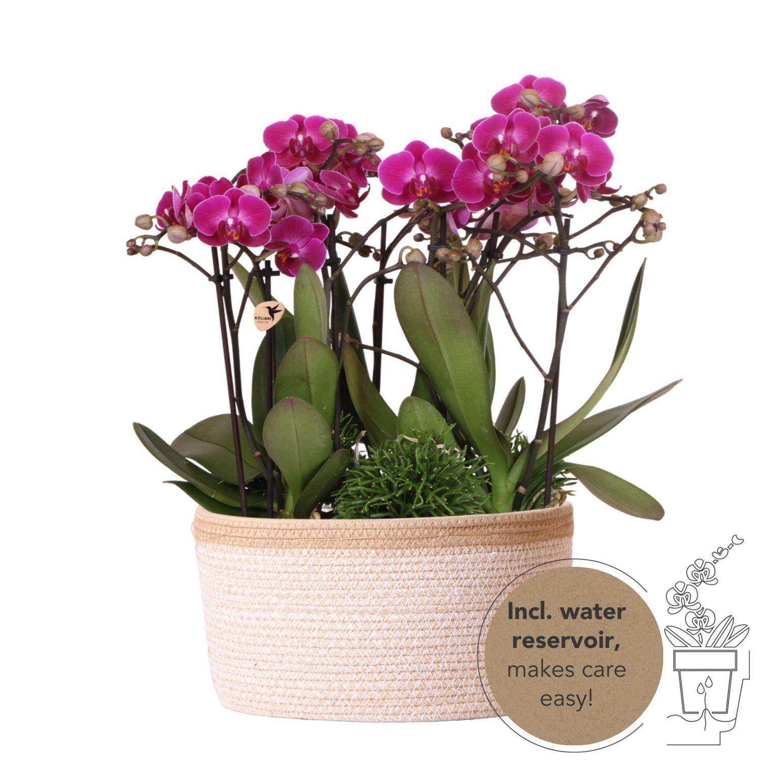 La Green Touch - Composition dans un panier en coton avec réservoir d'eau de 3 orchidées violettes et 3 Rhipsalis- La Green Touch - Image 2