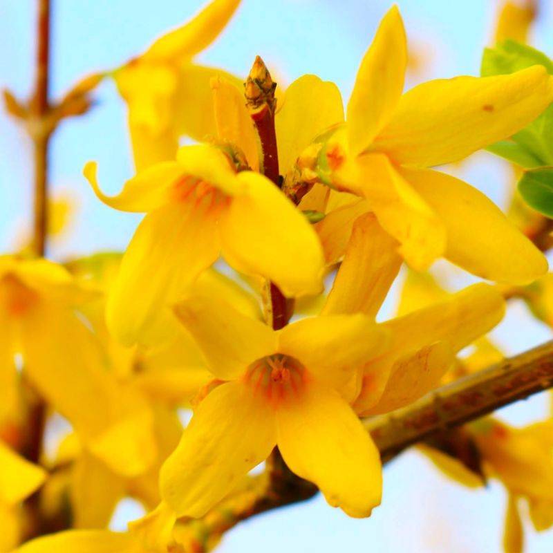 Mimosa de Paris 'Lynwood Gold' (Forsythia x intermedia 'Lynwood Gold') - Godet - Taille 13/25cm - Pépinières Naudet - Image 1