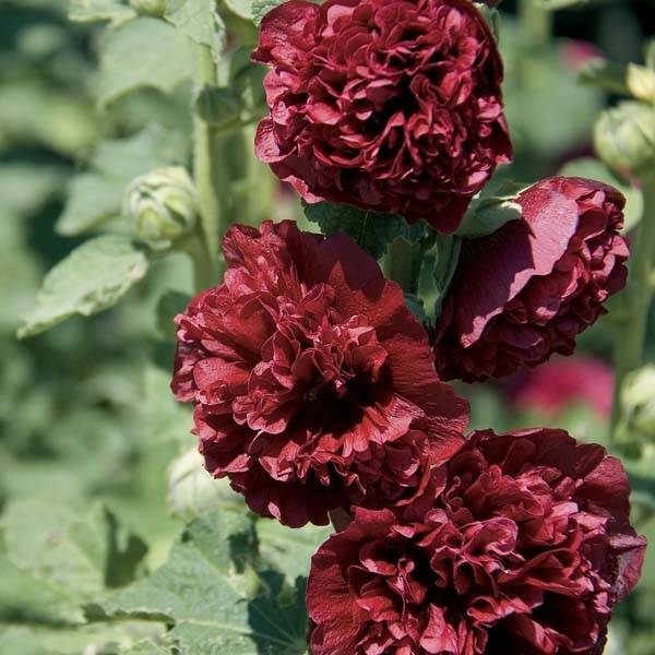Rose Trémière - Alcea rosea Chater's Double rouge Godet de 7/8 cm