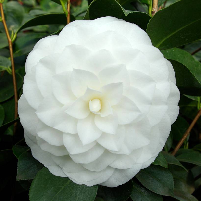 Camélia Nuccio's Gem - Camellia japonica  Pot de 2L/3L