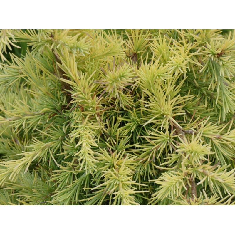 Cèdre de l'Himalaya nain Lime Glow, Cedrus deodara - Pot de 3L - 40/60 cm - Image 1