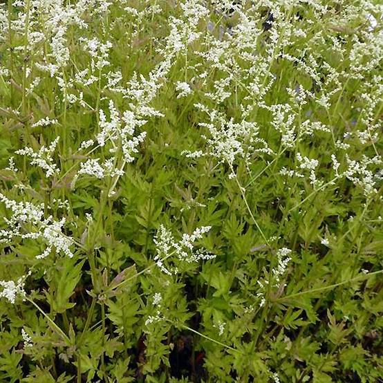 Armoise chinoise Jim Russel - Artemisia lactiflora Godet de 8/9 cm