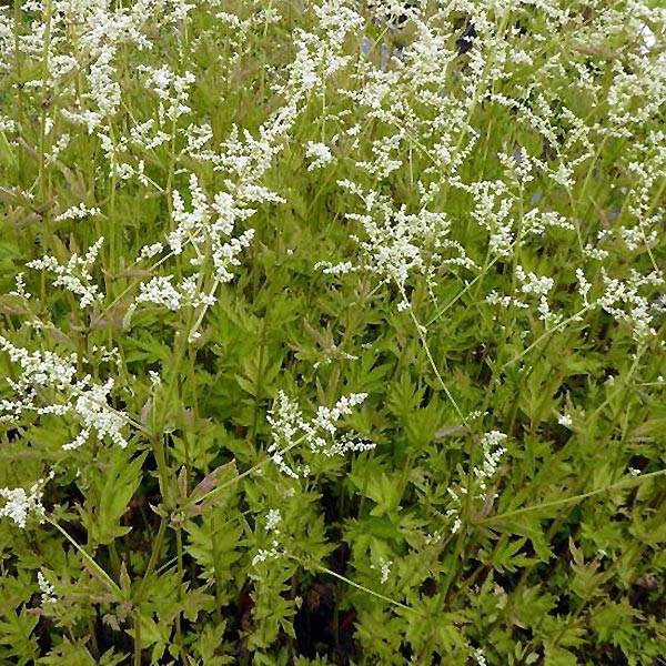 Armoise chinoise Jim Russel - Artemisia lactiflora Godet de 8/9 cm