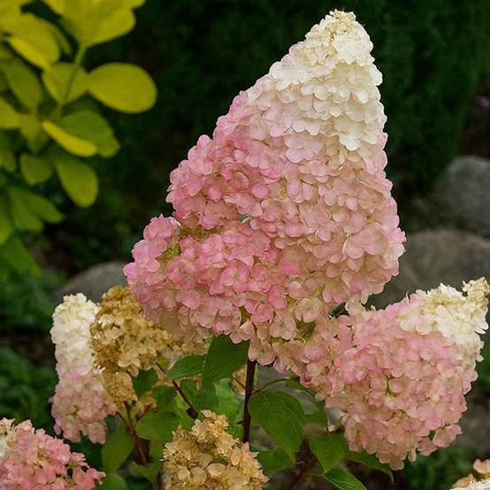 Hortensia paniculé 'Sundae Fraise' ® (Hydrangea paniculata 'Sundae Fraise' ®) - Godet 9cm - Pépinières Naudet