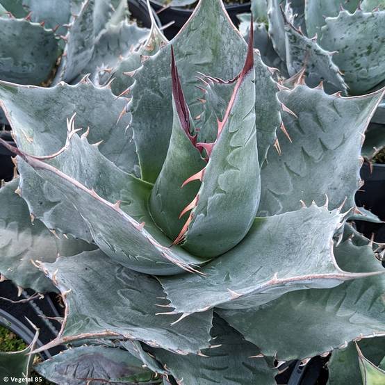 Agave parrasana - Agave chou Godet de 8/9 cm