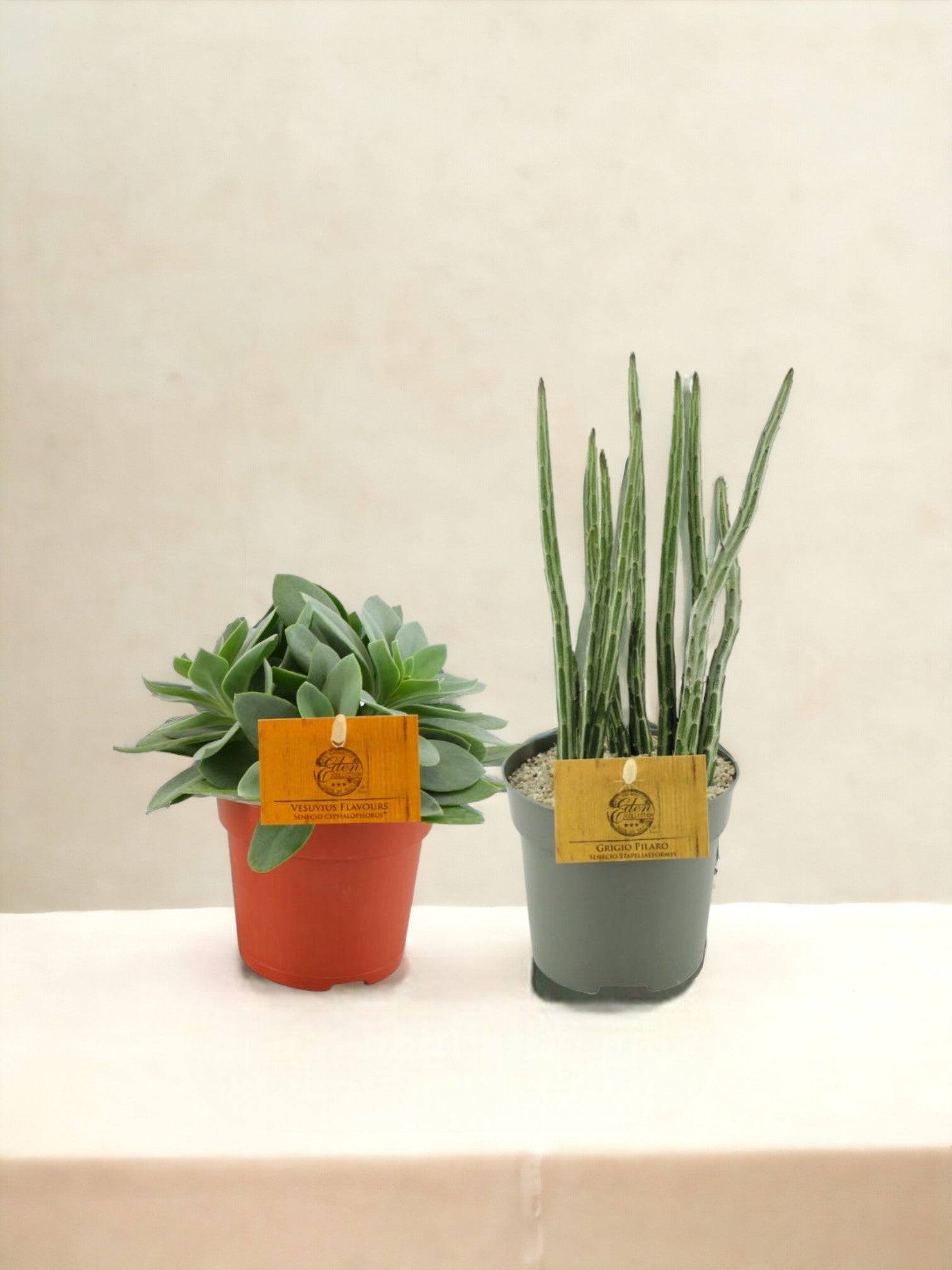 Box - Duo de senecio- La Green Touch - Image 1