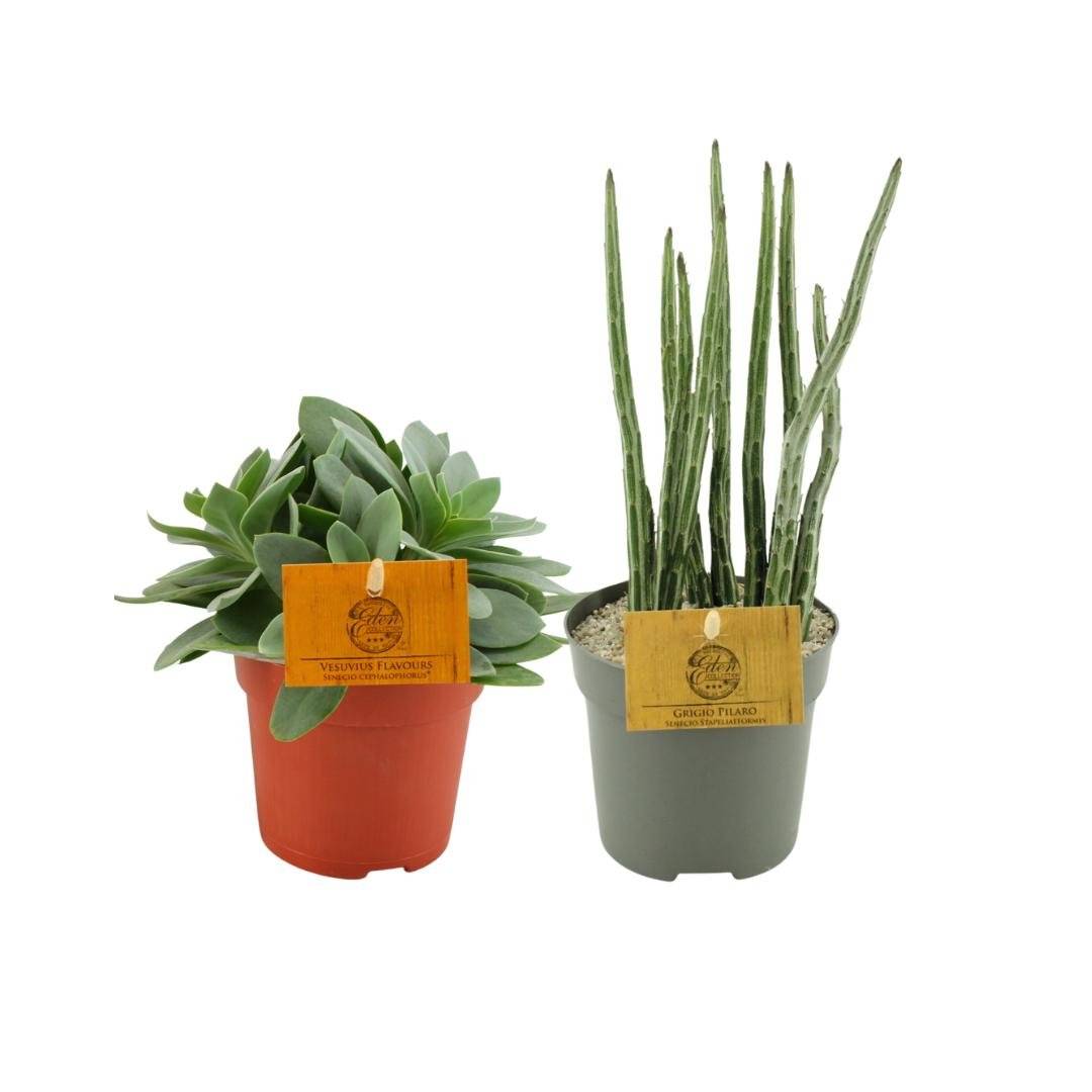 Box - Duo de senecio- La Green Touch - Image 2
