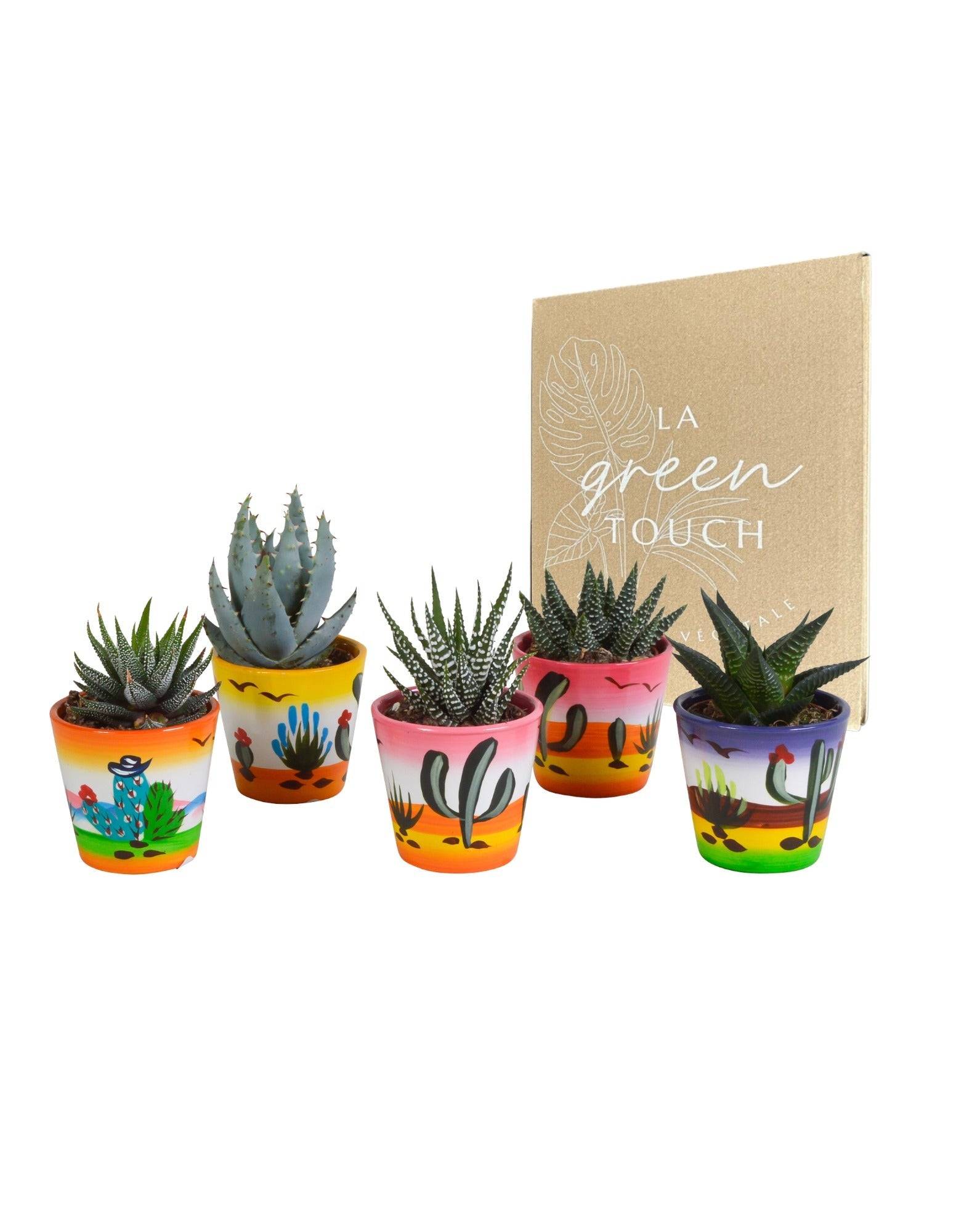 La Green Touch - Mix de 5 succulentes et leurs caches-pots h13cm- La Green Touch - Image 1