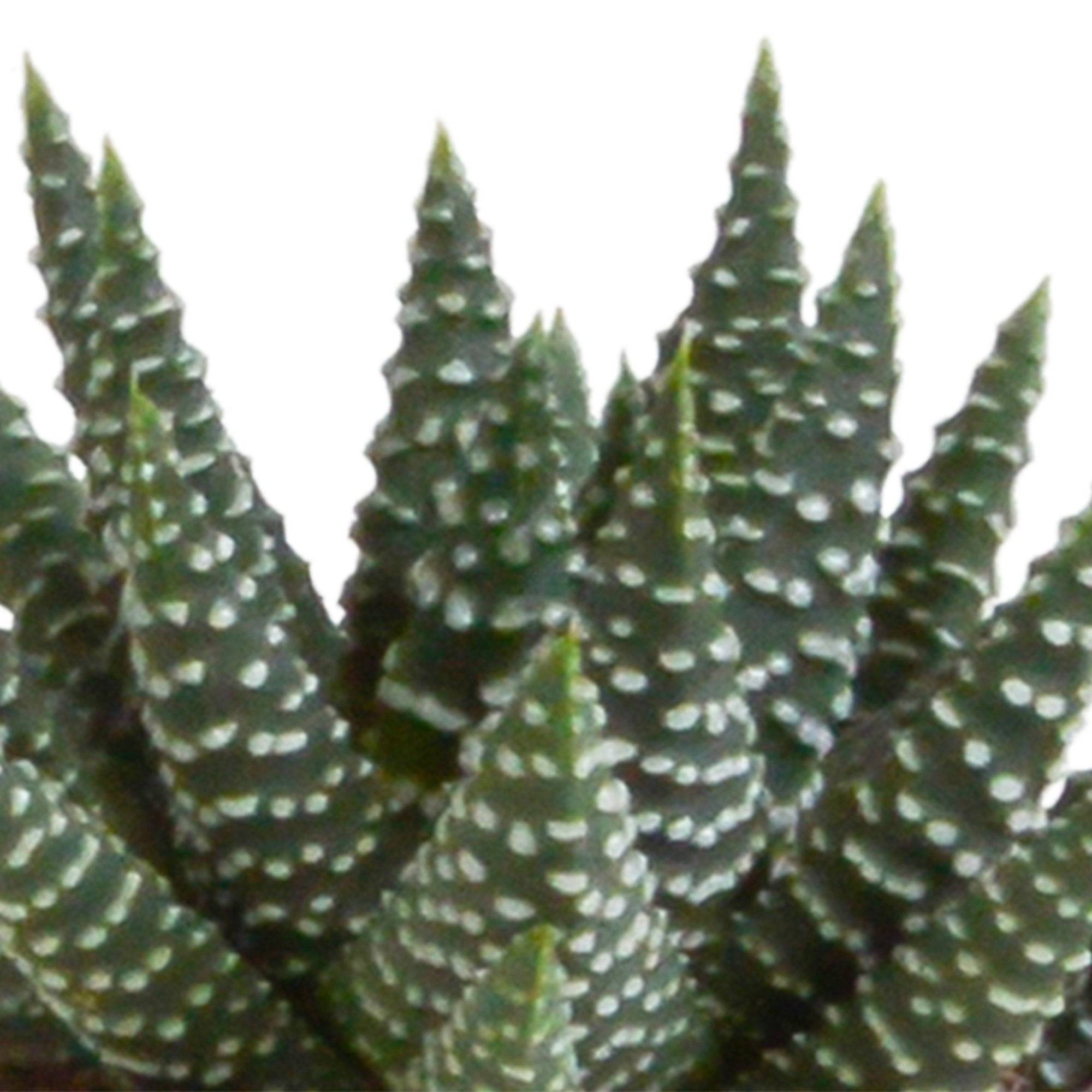 La Green Touch - Mix de 5 succulentes et leurs caches-pots h13cm- La Green Touch - Image 6