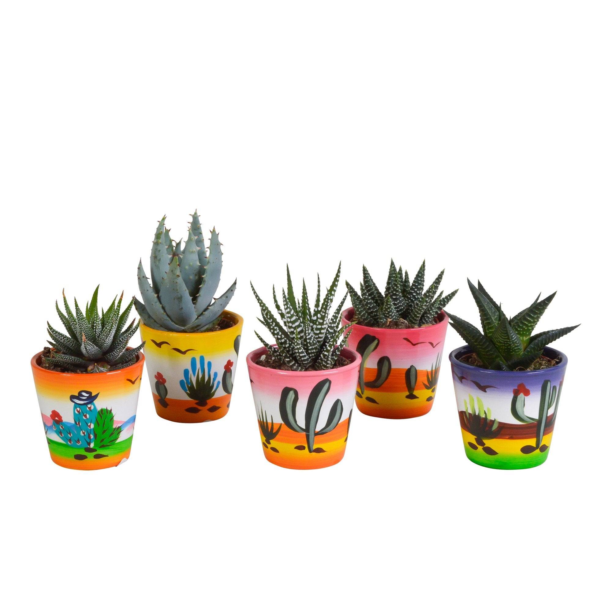 La Green Touch - Mix de 5 succulentes et leurs caches-pots h13cm- La Green Touch - Image 2