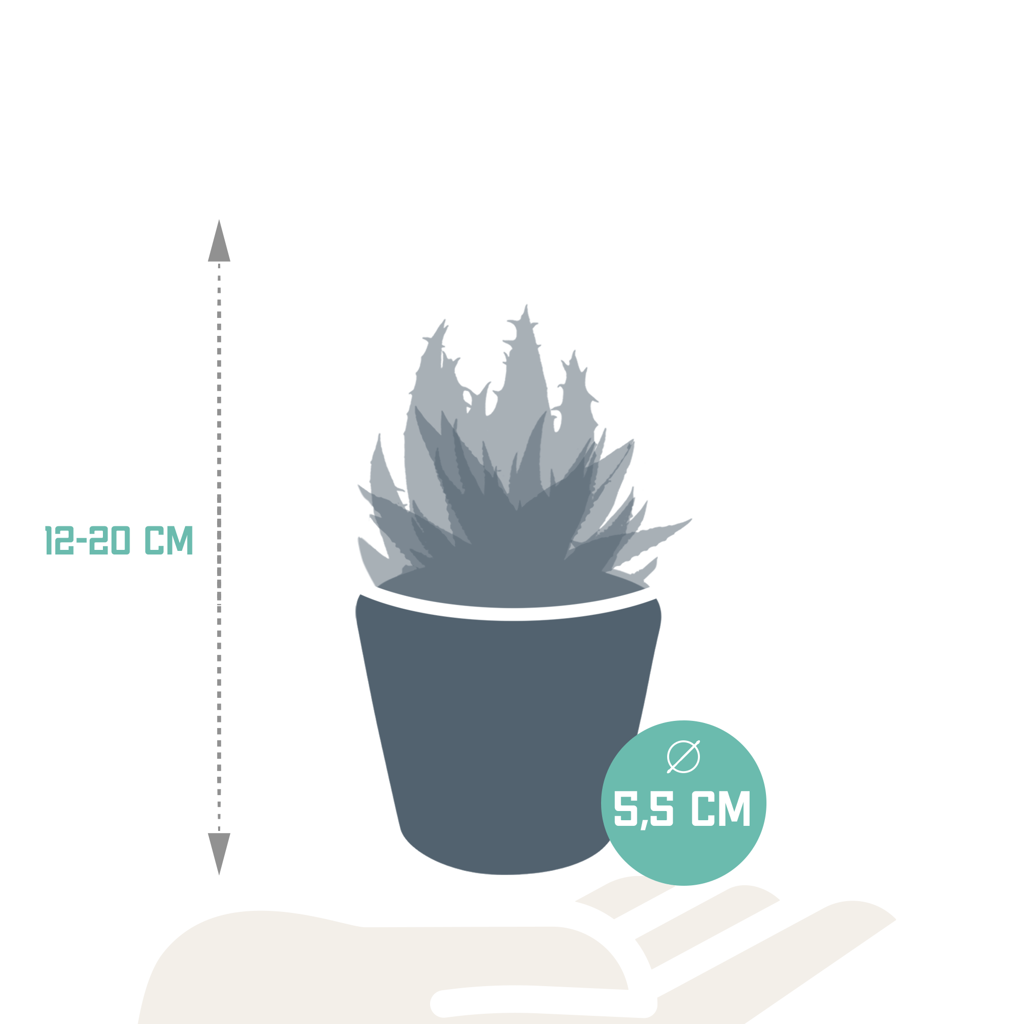 La Green Touch - Mix de 5 succulentes et leurs caches-pots h13cm- La Green Touch - Image 8