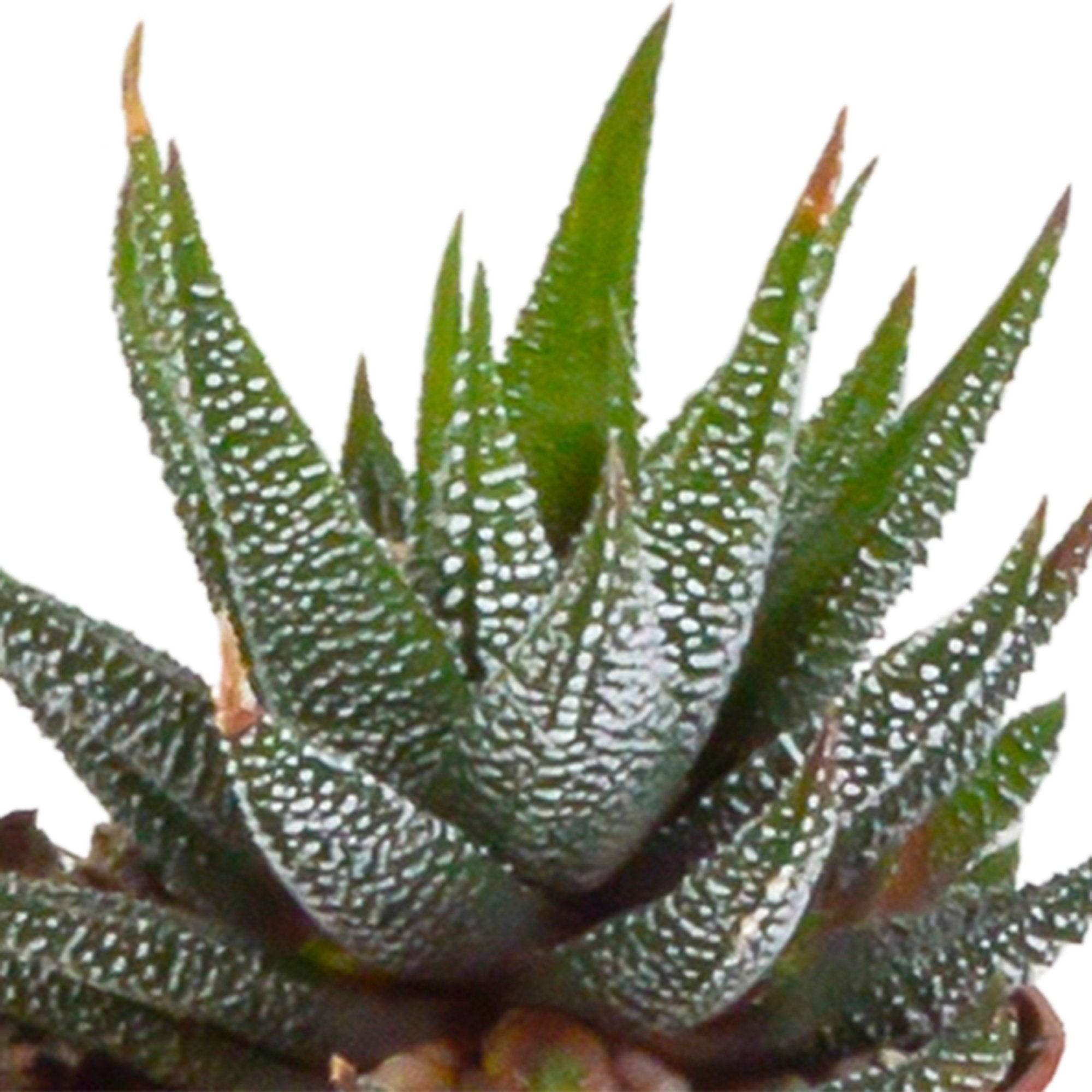 La Green Touch - Mix de 5 succulentes et leurs caches-pots h13cm- La Green Touch - Image 4