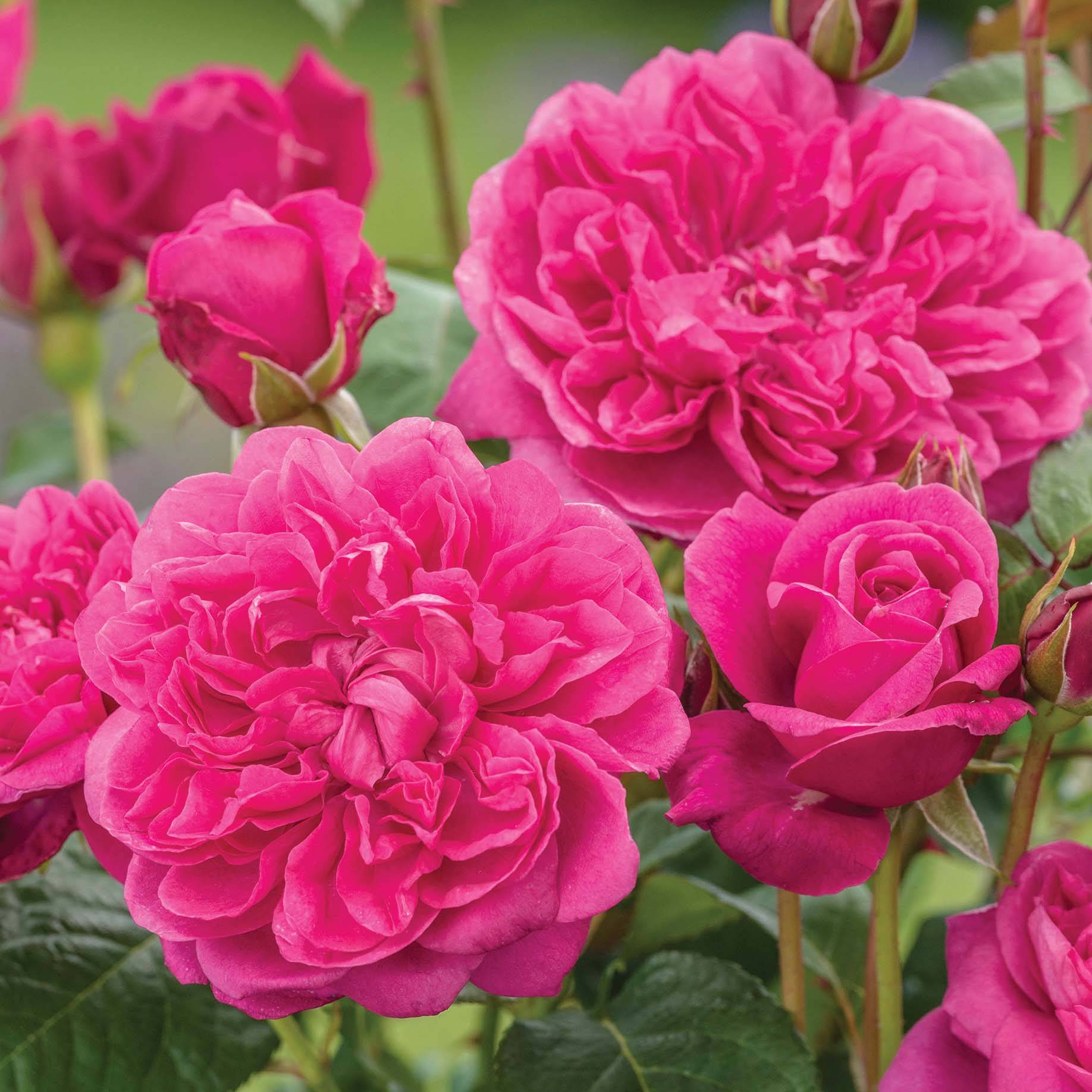 Rosier David Austin James L. Austin  Pot de 3L/4L