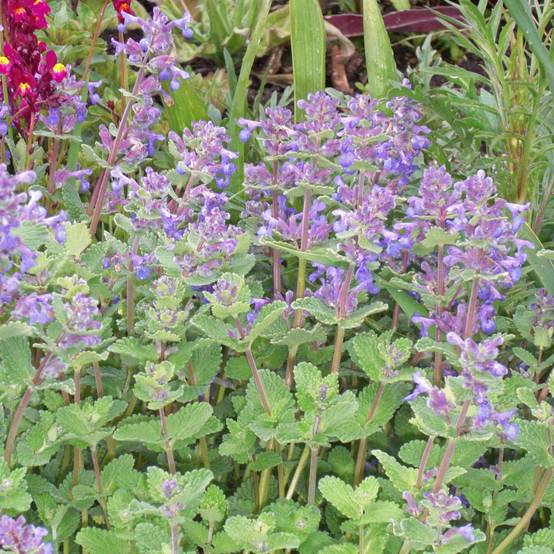 Promesse de Fleurs - Nepeta faassenii - Népéta hybride Godet de 8/9 cm