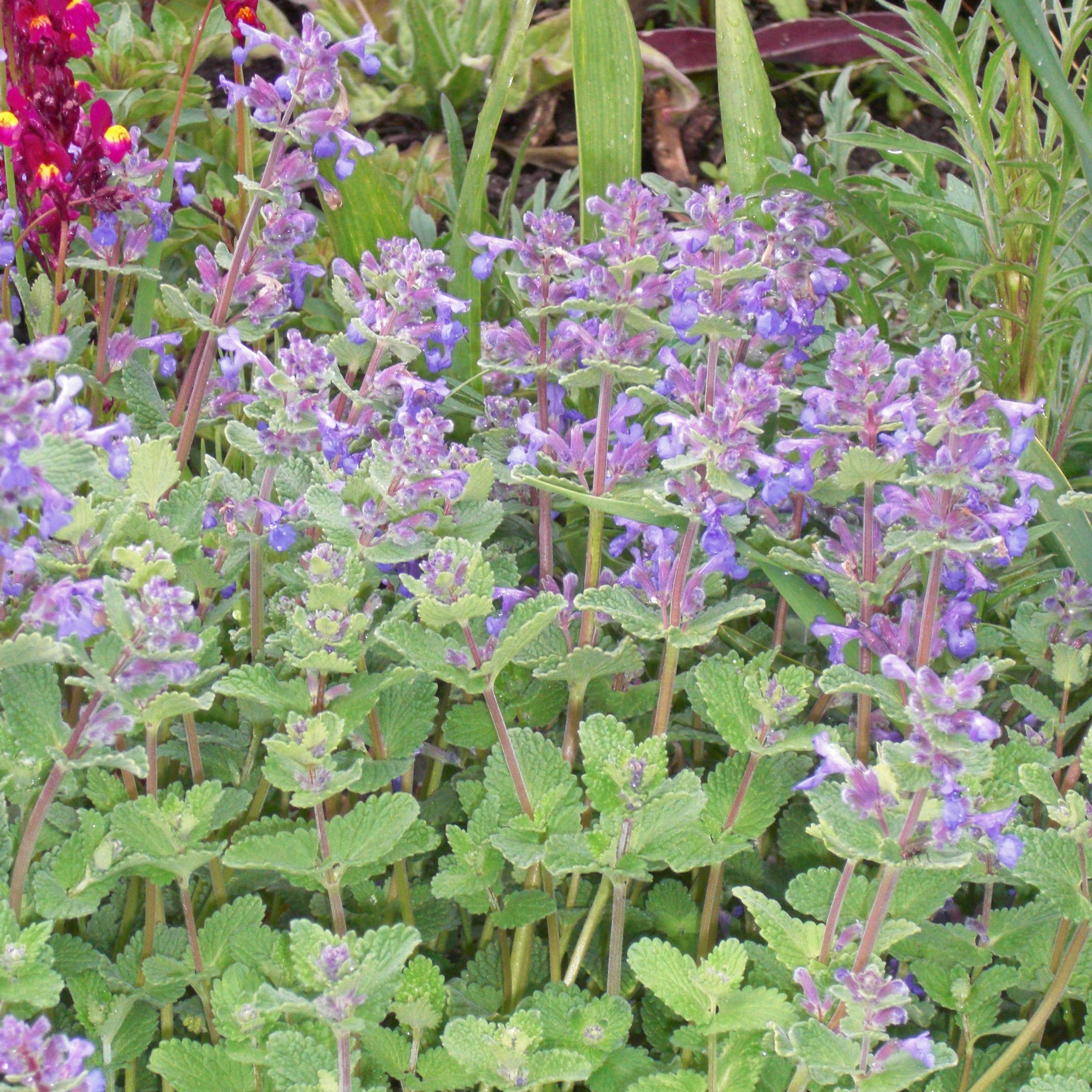 Promesse de Fleurs - Nepeta faassenii - Népéta hybride Godet de 8/9 cm