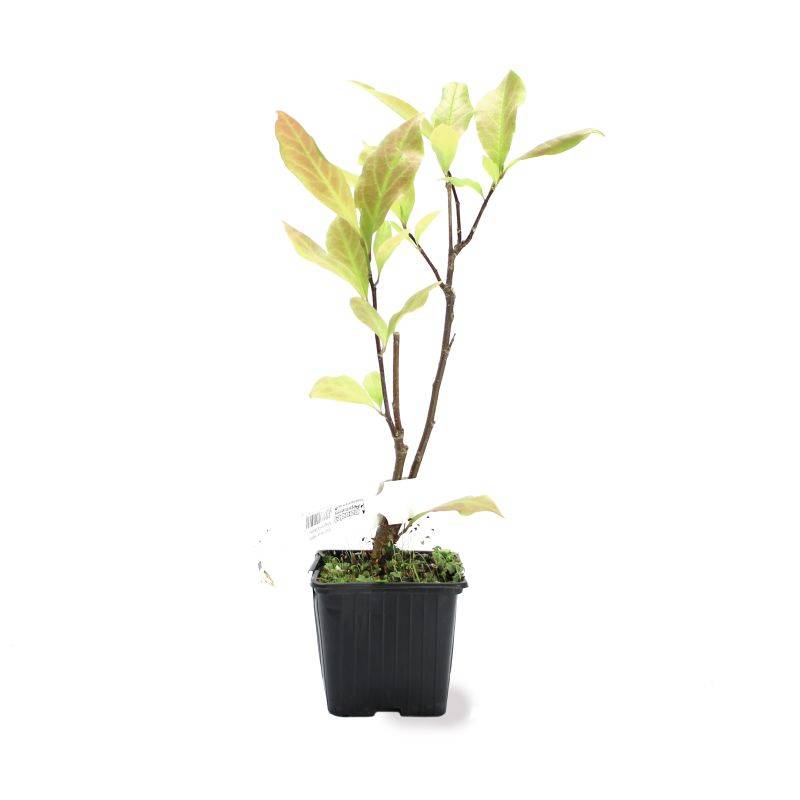 Magnolia 'Betty' (Magnolia 'Betty') - Godet - Taille 20/40cm - Pépinières Naudet - Image 2
