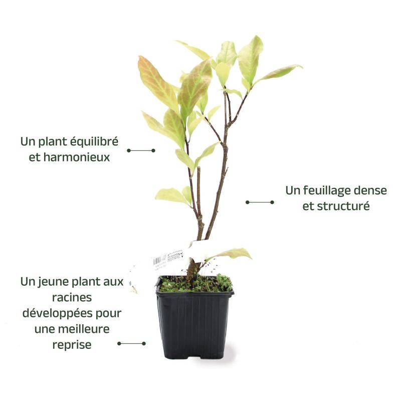 Magnolia 'Betty' (Magnolia 'Betty') - Godet - Taille 20/40cm - Pépinières Naudet - Image 3