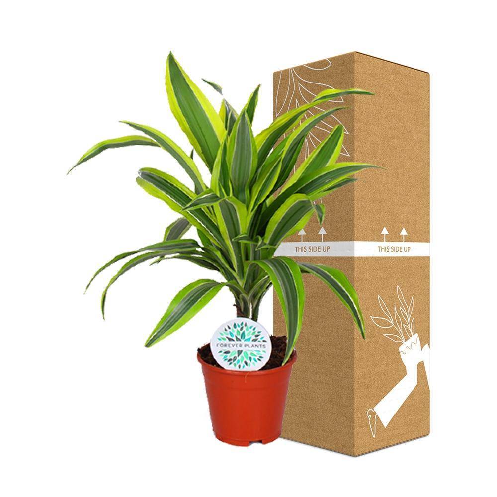 La Green Touch - Dracaena 'Lemon Lime' 55cm - Plante d'intérieur- La Green Touch - Image 4