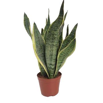 Sansevieria Futura Superba 40cm - Plante d'intérieur- La Green Touch