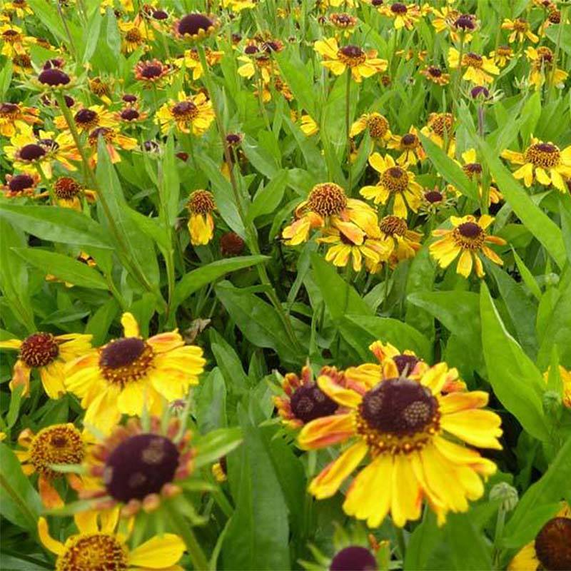 Promesse de Fleurs - Helenium Windley - Hélénie jaune-orangé. Godet de 8/9 cm