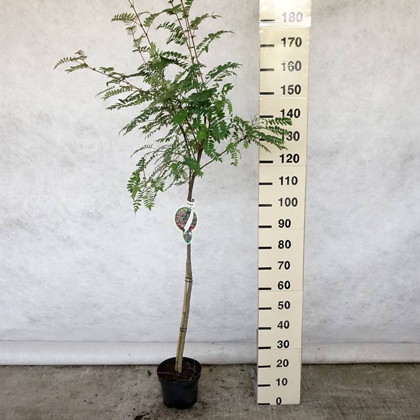 Sorbier - Sorbus arnoldiana Pink Veil Pot de 4L/5L, Tige - Image 2