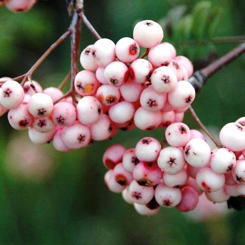 Sorbier - Sorbus arnoldiana Pink Veil Pot de 4L/5L, Tige - Image 1