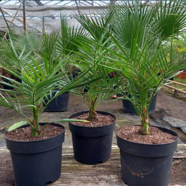 0 - Phoenix canariensis (dattier des canaris) Pot de 12 litres - 90/100 cm - Image 2