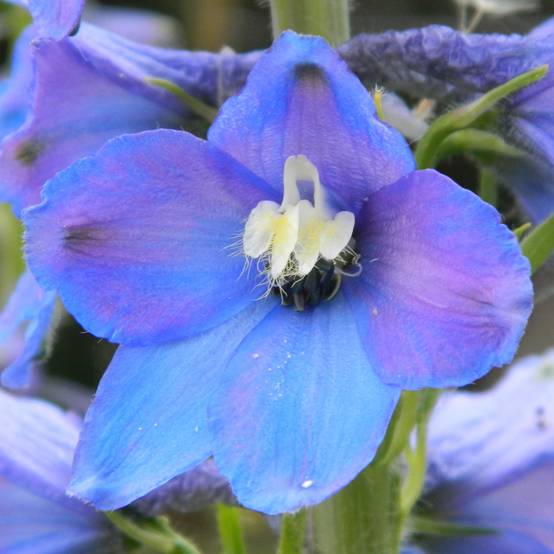 Delphinium belladonna Piccolo - Pied d'Alouette vivace Godet de 8/9 cm
