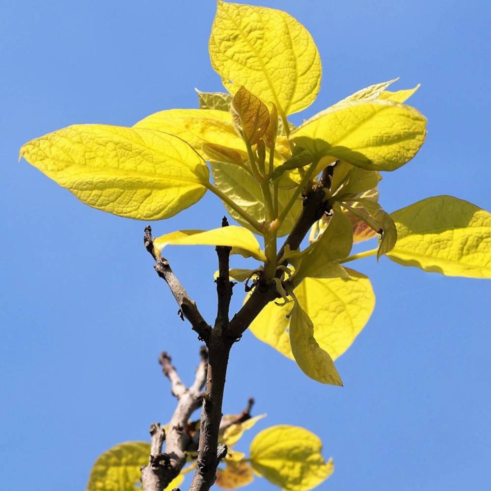 Catalpa commun doré, Catalpa bignonioides - Pot de 15L - Baliveau - Image 1