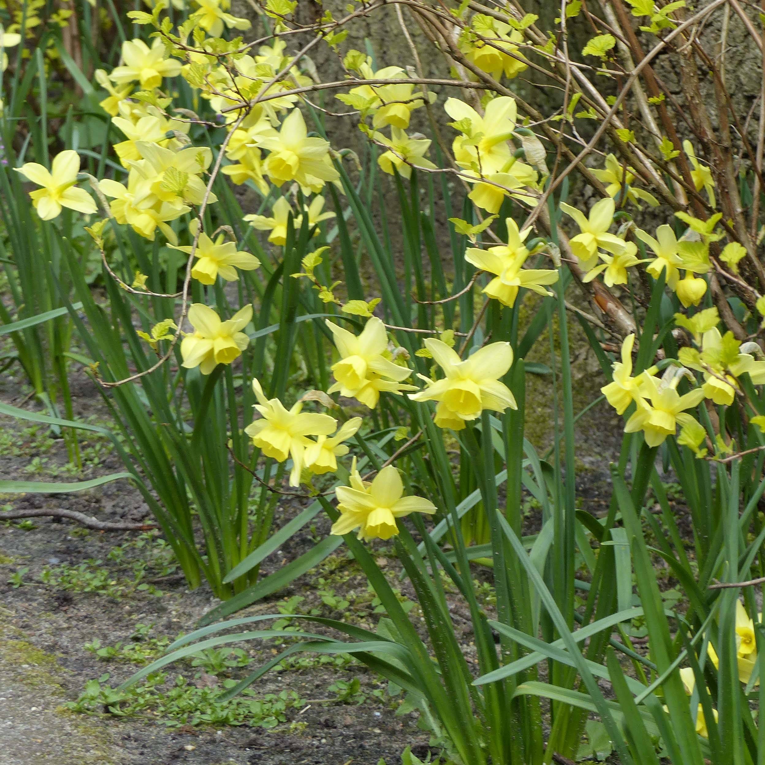 Promesse de Fleurs - Narcisse Stint Bulbe calibre 12+ (par 10)