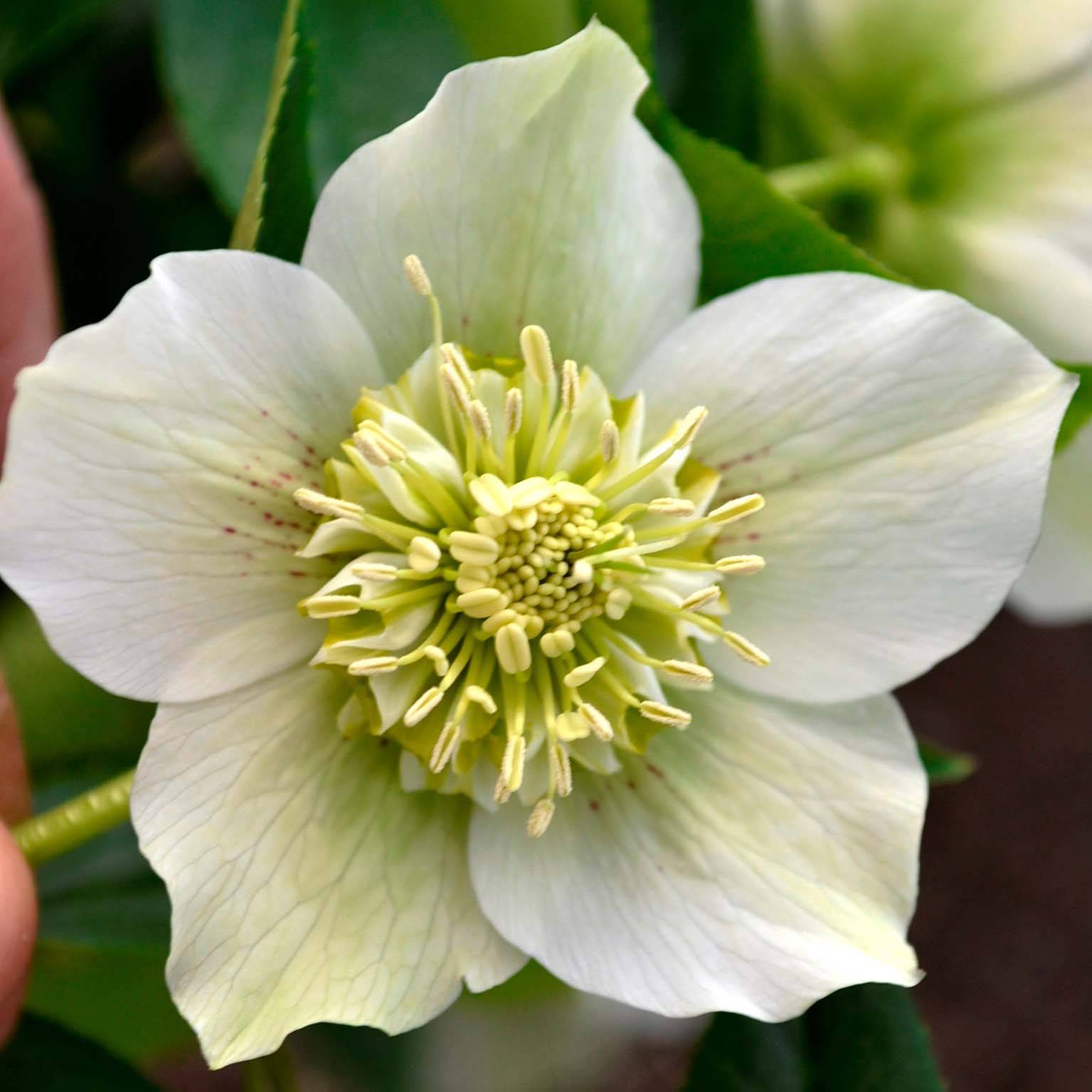 Promesse de Fleurs - Hellébore orientale Anémone Blanc pur Pot de 2L/3L