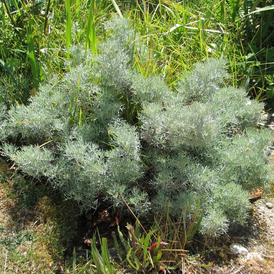 Artemisia alba Canescens - Armoise argentée Godet de 8/9 cm
