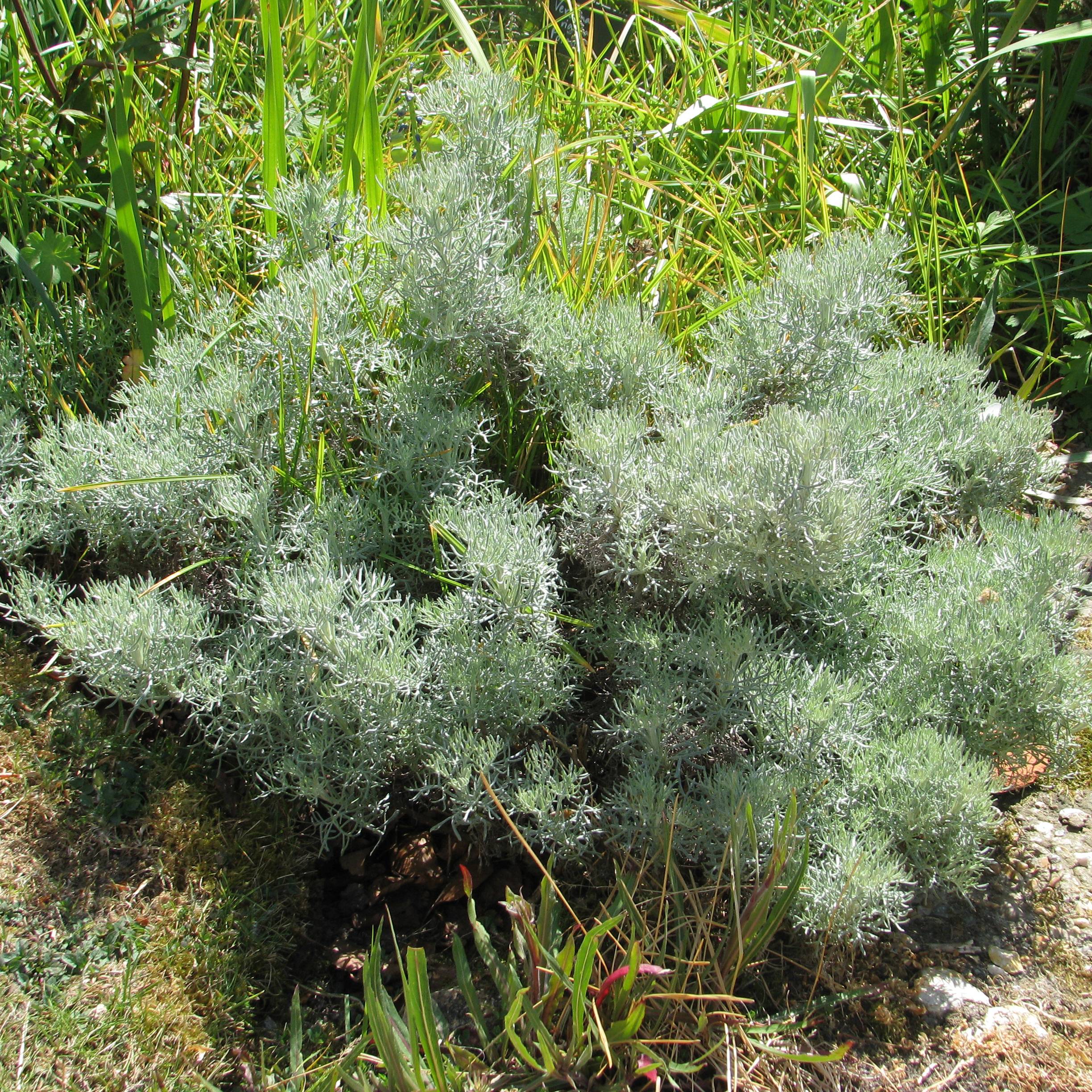 Artemisia alba Canescens - Armoise argentée Godet de 8/9 cm