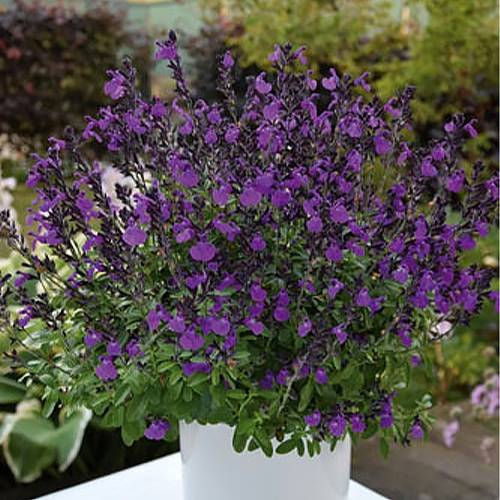 Sauge arbustive - Salvia greggii Mirage Violet Godet de 8/9 cm