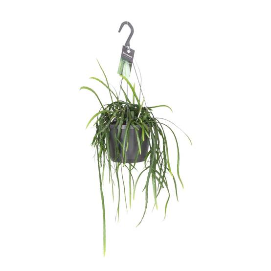 Lepisium Bolivianum - D17 H40cm