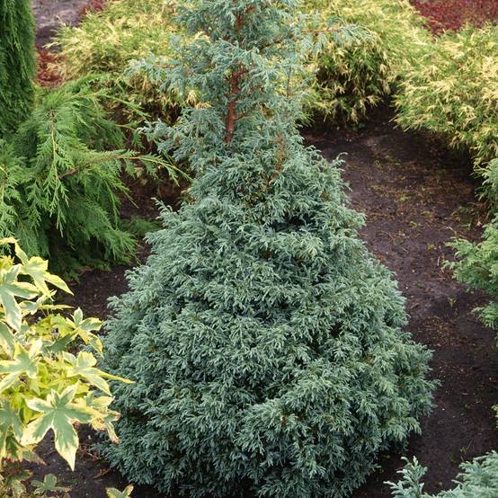 Cyprès Sawara - Chamaecyparis pisifera Baby Blue Pot de 3L/4L - Image 1