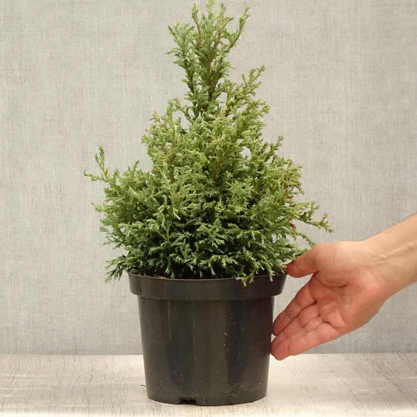 Cyprès Sawara - Chamaecyparis pisifera Baby Blue                Pot de 3L/4L - Image 2