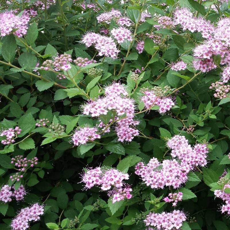 Spirée de Van Houtte Fujino Pink, Spiraea à fleurs Rose - feuillage Caduc - Pot de 3L - 20/40 cm-  hauteur à maturité De 2,50 m à 3,00 m - Image 1