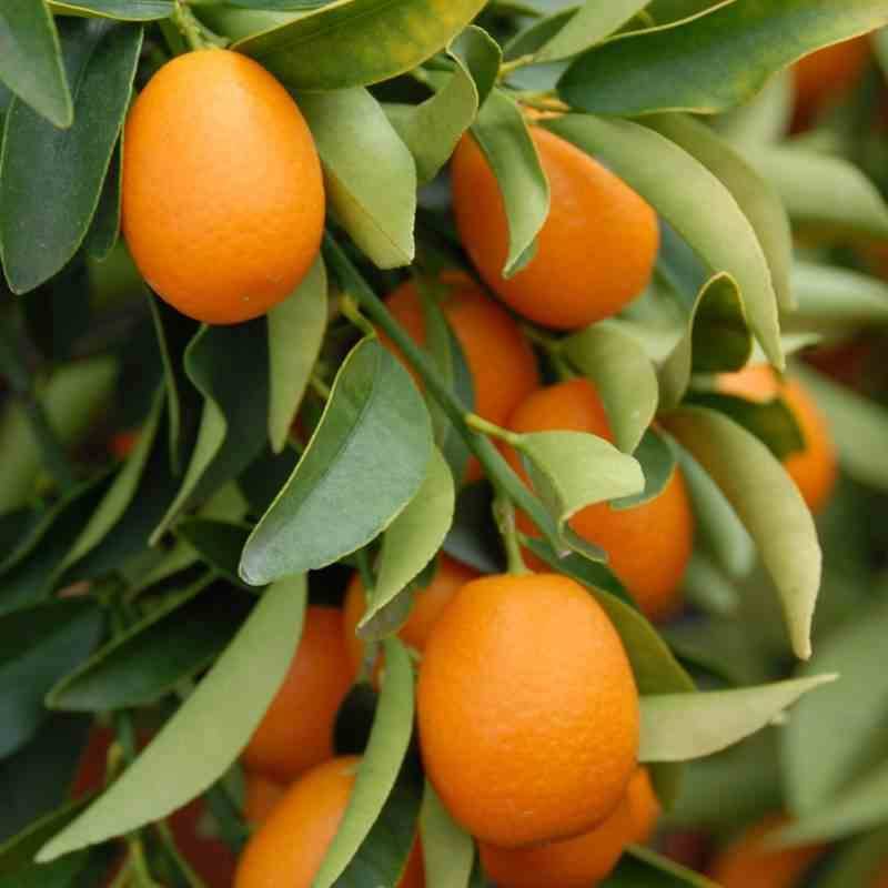 Sans Marque - Citrus Kumquat agrumes (Fortunella margarita) Couleur floraison:Blanc - Taille:pot de 35L - 150/175cm - Image 2