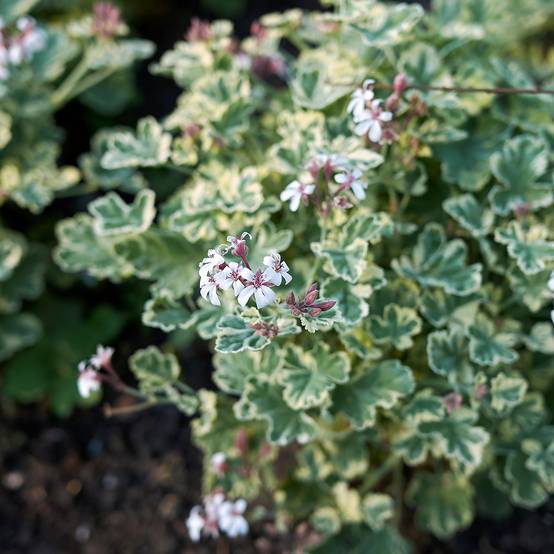 Promesse de Fleurs - Pelargonium odorant fragrans Variegatum - Géranium parfum pin maritime Godet de 8/9 cm