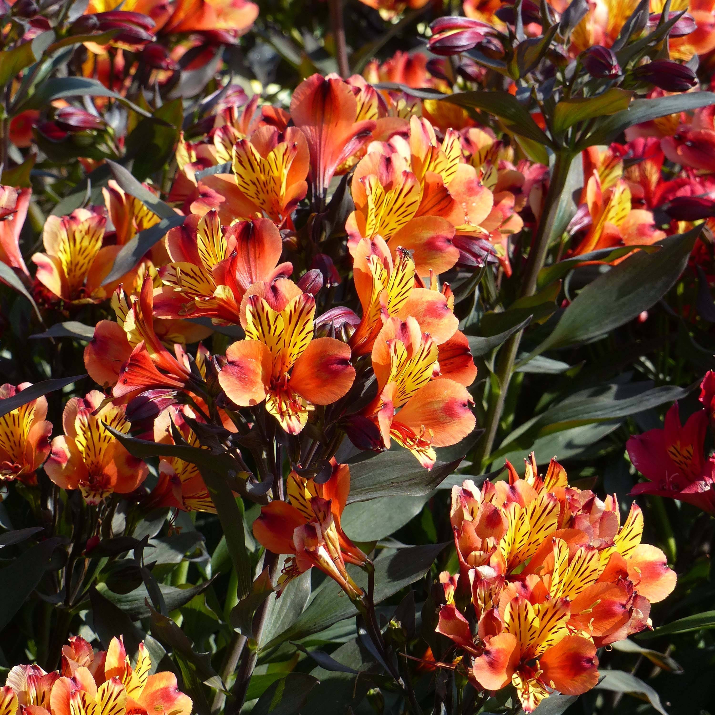 Promesse de Fleurs - Alstroemeria Indian Summer - Lis des Incas Pot de 2L/3L