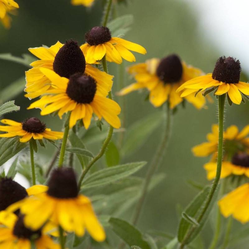 Rudbeckia à trois feuilles à fleurs Jaune - feuillage Caduc - Godet - 5/20 cm-  hauteur à maturité De 0,50 m à 1,00 m - Image 2
