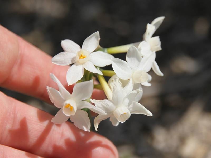 Promesse de Fleurs - Narcisse Paperwhite - Narcissus papyraceus Bulbe calibre 13+ (par 5) - Image 2