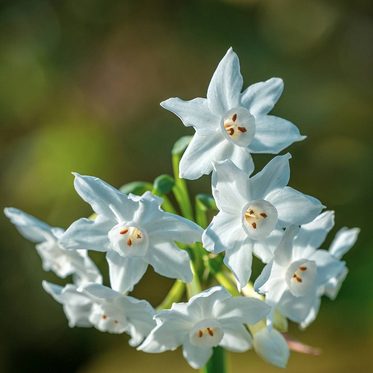 Promesse de Fleurs - Narcisse Paperwhite - Narcissus papyraceus Bulbe calibre 13+ (par 5) - Image 1