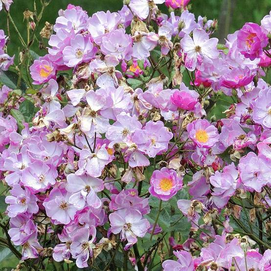 Rosier arbustif Lavender Dream Pot de 2L/3L