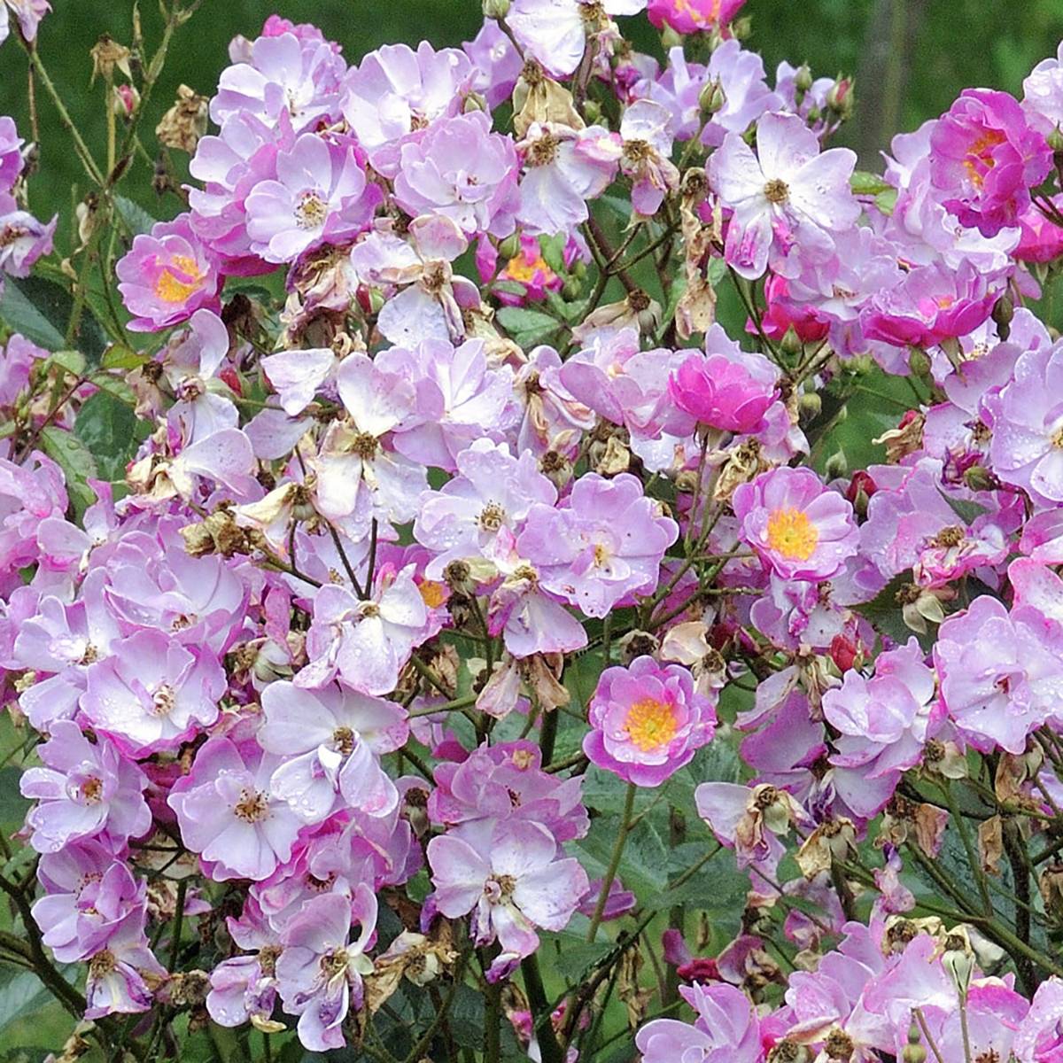 Rosier arbustif Lavender Dream Pot de 2L/3L
