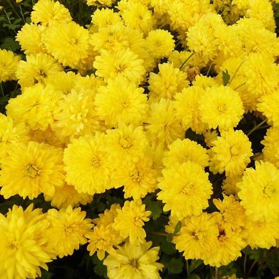 Promesse de Fleurs - Chrysanthème des jardins Citronella - Chrysanthemum indicum Godet de 8/9 cm